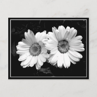Carte Postale Deux marguerites