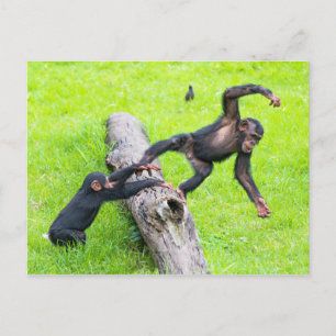 Carte Postale Deux mignonnes chimpanzés chimpanzés jouant sur un