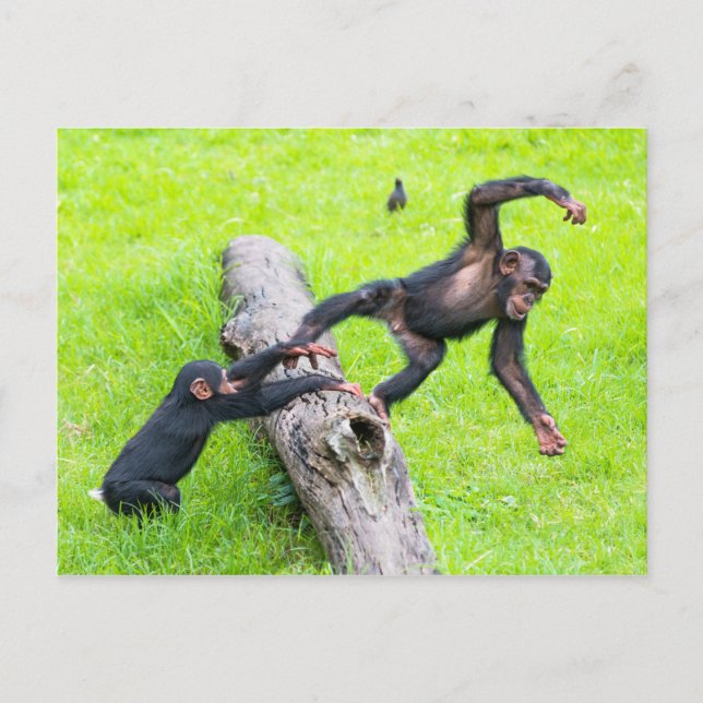 Carte Postale Deux mignonnes chimpanzés chimpanzés jouant sur un (Devant)