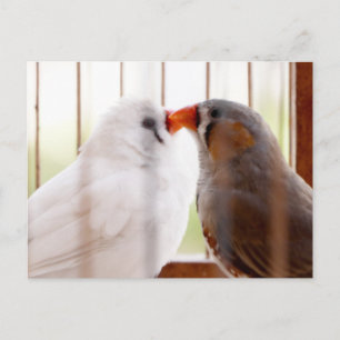 Carte Postale Deux mignons bouillons en cage