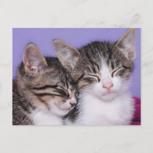Carte Postale Deux mignons chatons qui font la sieste