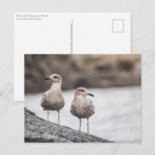 Carte Postale Deux mouettes Nature Photo