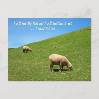 Carte Postale Deux moutons sont pâturés pacifiquement