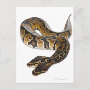 Carte Postale Deux ont dirigé le python royal ou le python de
