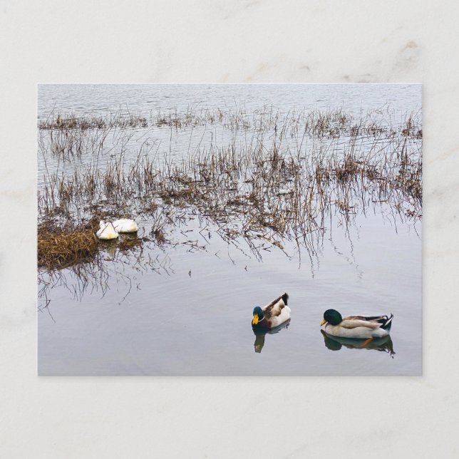 Carte Postale Deux paires de canards (Devant)