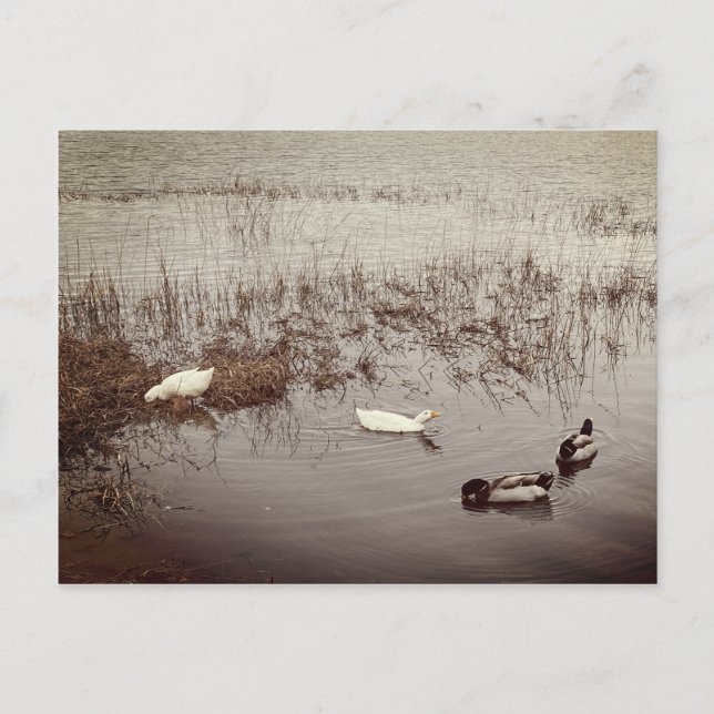 Carte Postale Deux paires de canards (Devant)