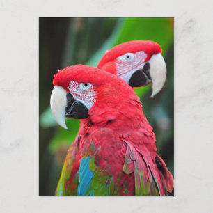 Carte Postale Deux perroquets macaw colorés