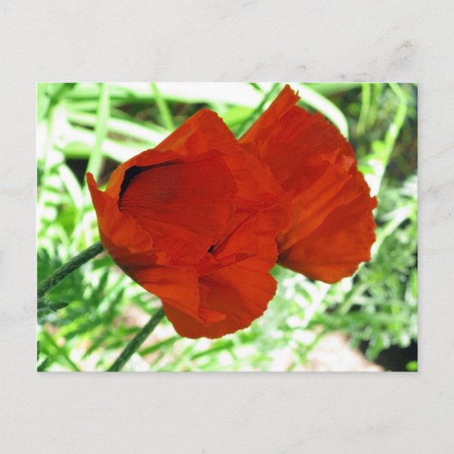 Carte Postale Deux photos de fleurs de pavot orientaux (Devant)