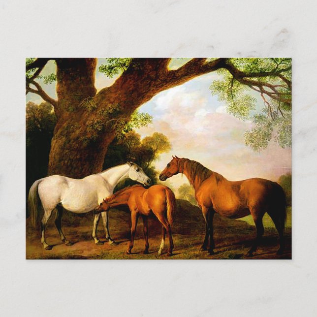 Carte Postale Deux poulinières Shafto et un poulain par George S (Devant)