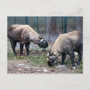 Carte Postale deux prises