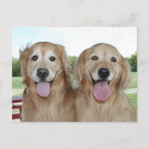 Carte Postale Deux Récupérateurs D'Or Souriants Juste Dire Bonjo