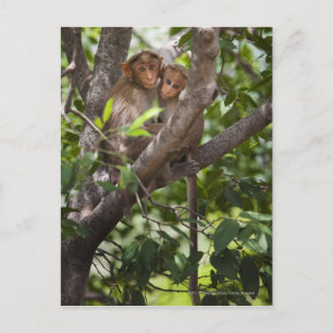 Carte Postale Deux Singes Dans Un Arbre