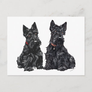 Carte Postale Deux Terriers écossais noirs