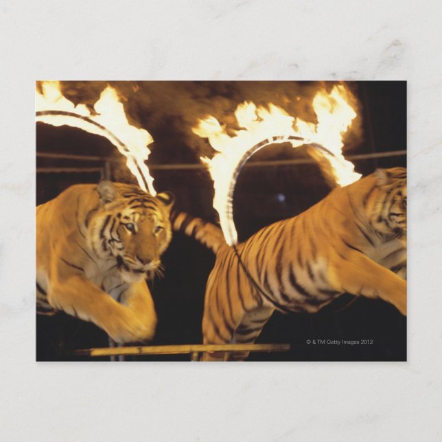 Carte Postale Deux tigres sautant par des cernes de feu brûlants (Devant)