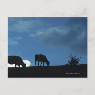 Carte Postale Deux vaches en silhouette pâturant à flanc de coll