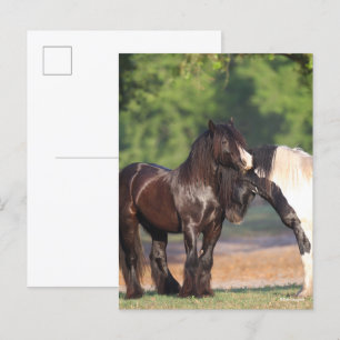 Carte Postale Deux Vannières tziganes noires et blanches