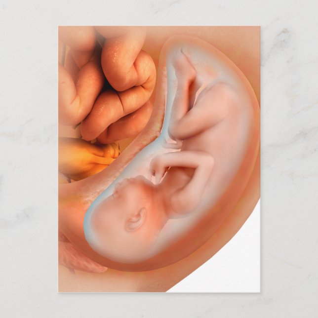 Carte Postale Développement Du Foetus À 36 Semaines (Devant)