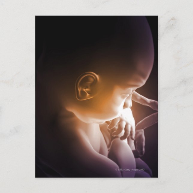 Carte Postale Développement embryonnaire 5 (Devant)