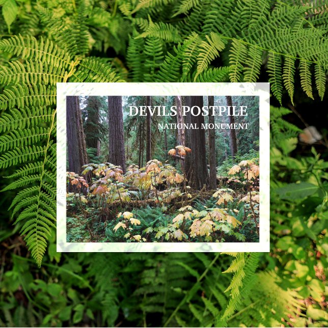 Carte Postale Devil's Club, Devils Postpile Monument National (Créateur téléchargé)