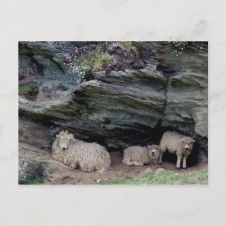 Carte Postale Dévon Long Laine Mouton Famille Mouton Abri