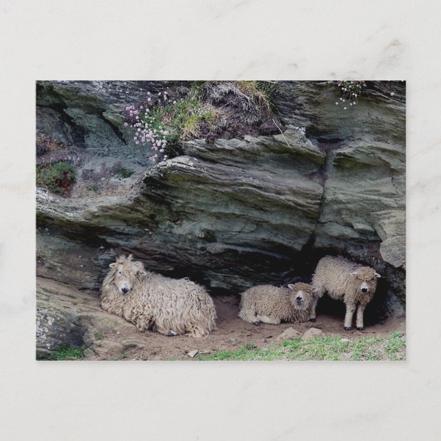 Carte Postale Dévon Long Laine Mouton Famille Mouton Abri (Devant)