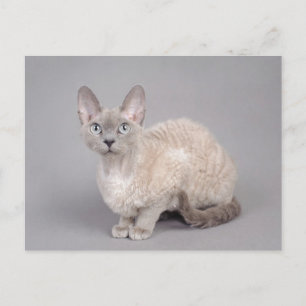Carte Postale Devon rex