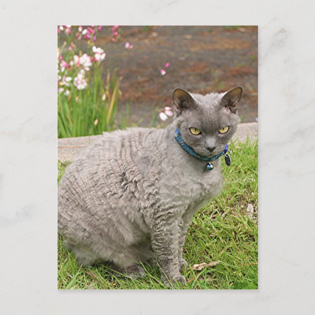Carte Postale Devon Rex chat animal de compagnie dans le jardin (Devant)
