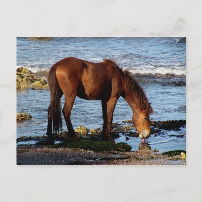 Carte Postale Dévon Sud Dartmoor Pony Licking Eau (Devant)
