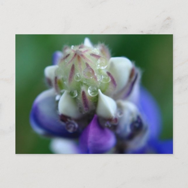 Carte Postale Dew Dapplé Lupine (Devant)