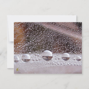 Carte Postale Dew Drop Méditation de la nature Yin Yang