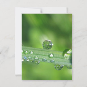 Carte Postale Dew Drop sur l'herbe verte Nature paisible