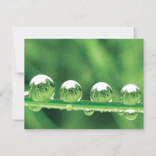Carte Postale Dew Drops on Green Grass paisible, Calmant. Nature