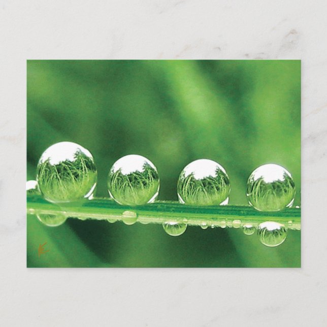 Carte Postale Dew Drops on Green Grass paisible, Calmant. Nature (Devant)