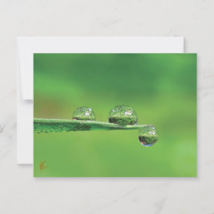 Carte Postale Dew Drops sur l'herbe verte Nature paisible