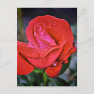 Carte Postale Dew du matin