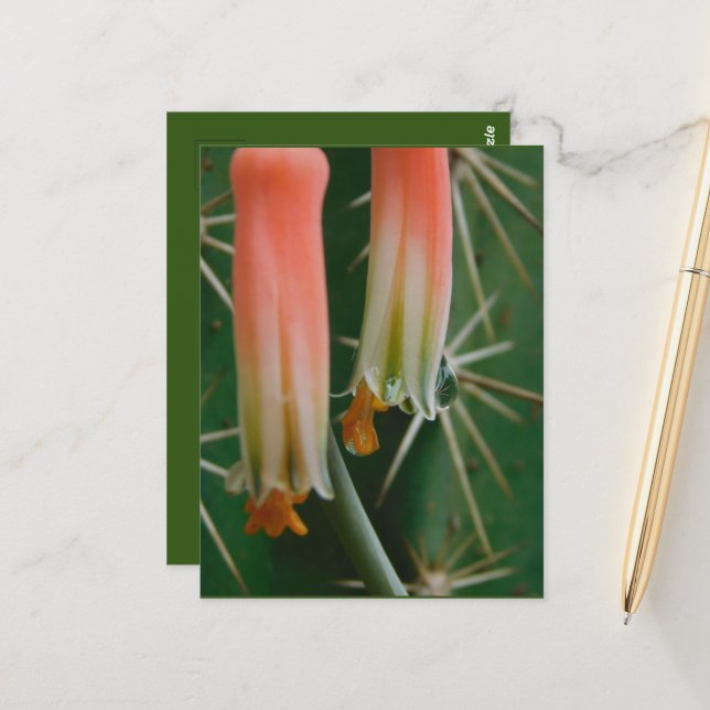 Carte Postale Dew sur Aloe Bloom (Devant/Arrière en situation)