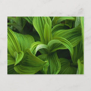 Carte Postale Dewdrops sur une fausse Helabore