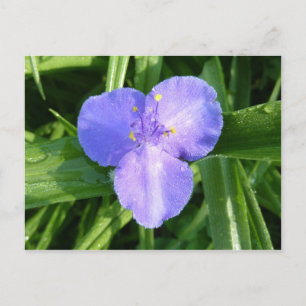 Carte Postale Dewy Trillium Fleur sauvage de printemps