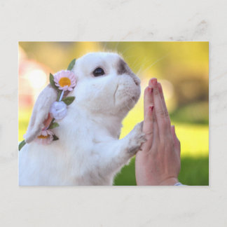 Carte postale d'Exempel le lapin