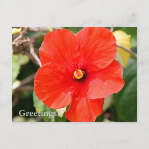 Carte postale d'Hibiscus panaché