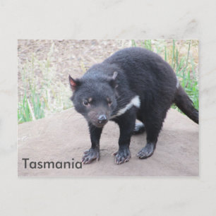 Carte postale diabolique de Tasmanie