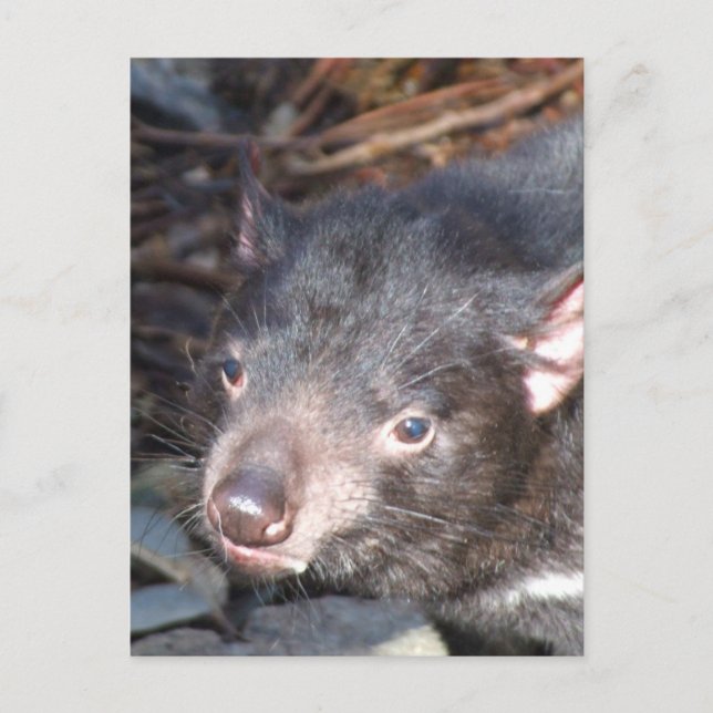 Carte postale diabolique de Tasmanie (Devant)