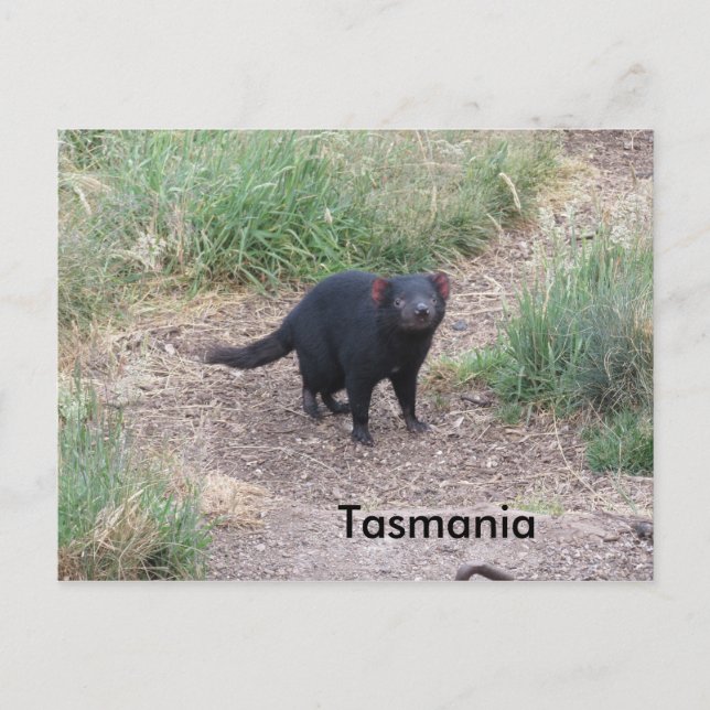 Carte postale diabolique de Tasmanie (Devant)