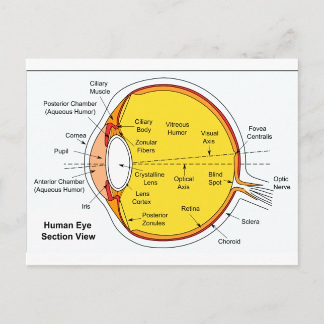 Carte Postale Diagramme anatomique du globe oculaire humain (Devant)