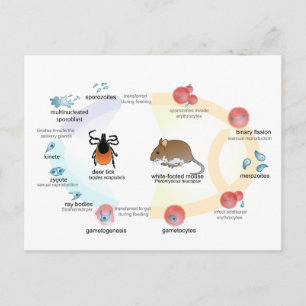 Carte postale Diagramme Babesia microti cycle de v