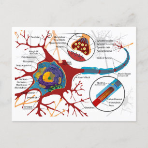 Carte Postale Diagramme Complet Neuron Cellule Nerve Système Ner