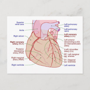 Carte Postale Diagramme de circulation des artères coronaires Cœ