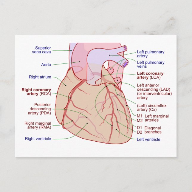 Carte Postale Diagramme de circulation des artères coronaires Cœ (Devant)