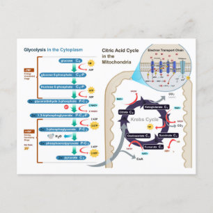 Carte Postale Diagramme de Glycolyse de la respiration cellulair