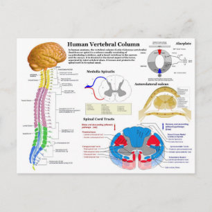 Carte Postale Diagramme de la colonne vertébrale humaine